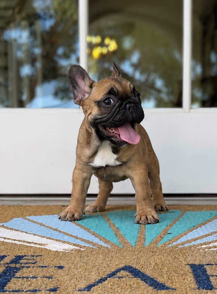Chú chó bulldog Pháp Bougie đứng trên tấm thảm trước cửa