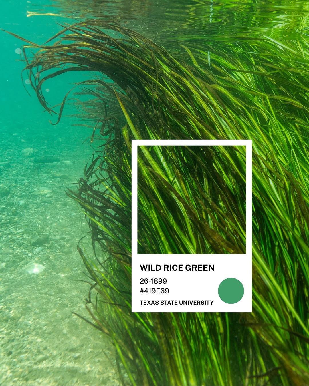 Lúa hoang Texas mọc dưới lòng sông San Marcos trong vắt — chip màu Wild Rice Green #419E69