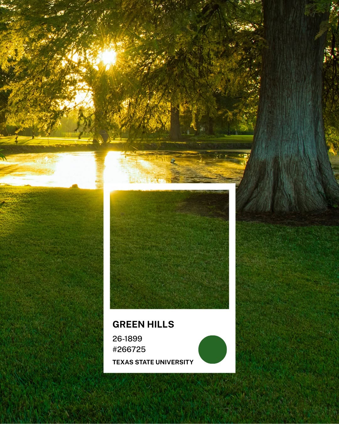 Nắng chiều xuyên qua hàng cây bách bên bờ nước trong khuôn viên Texas State — chip màu Green Hills #266725