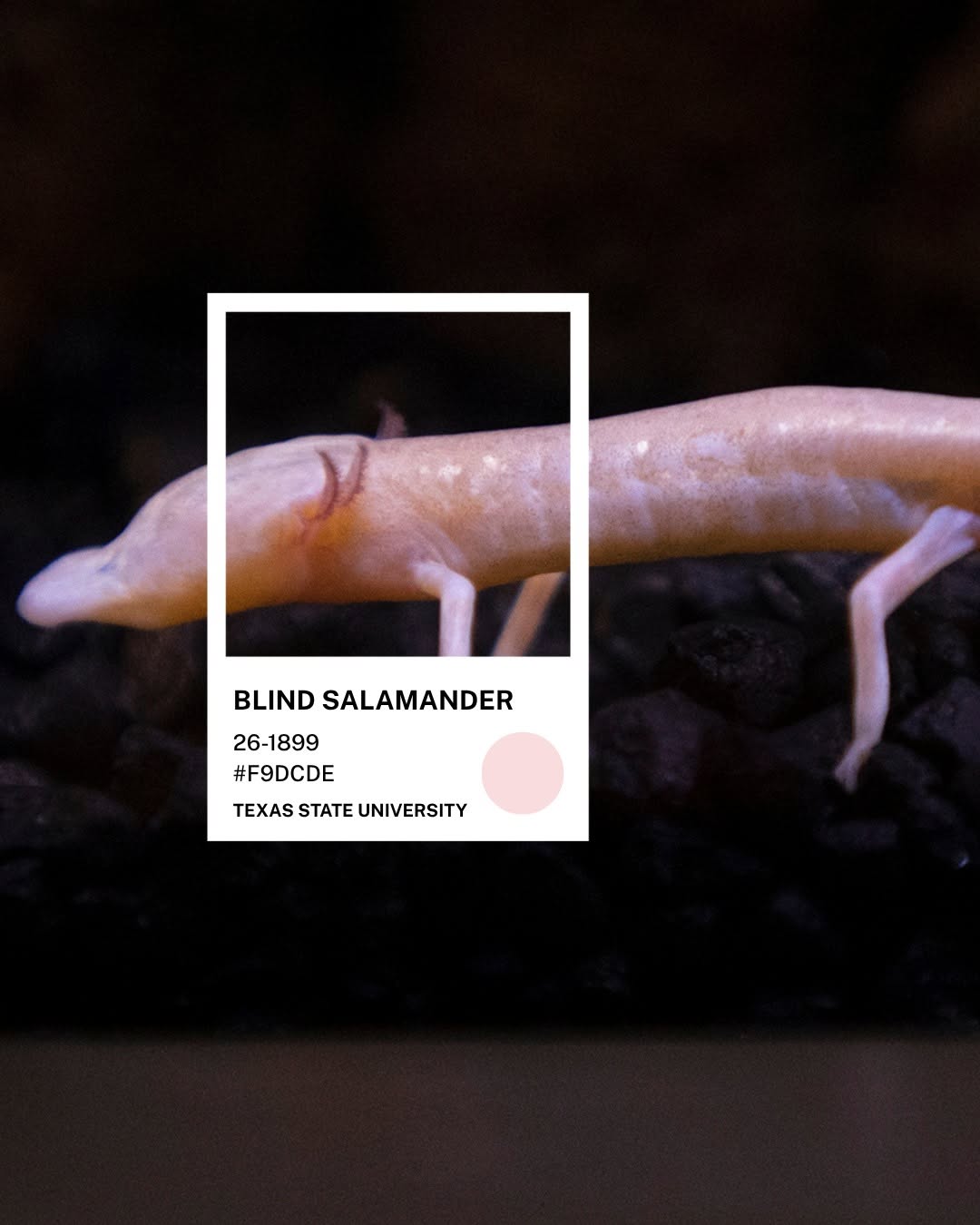 Kỳ giông mù Texas màu hồng nhạt trong bể nuôi — chip màu Blind Salamander #F9DCDE